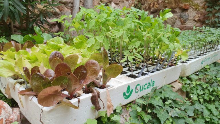 384104329 807209748072529 346485833761253471 n 2 768x432